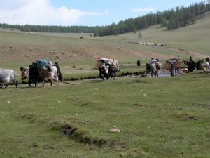mongolian migration