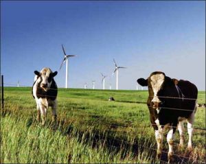 cows in field with wind turbines