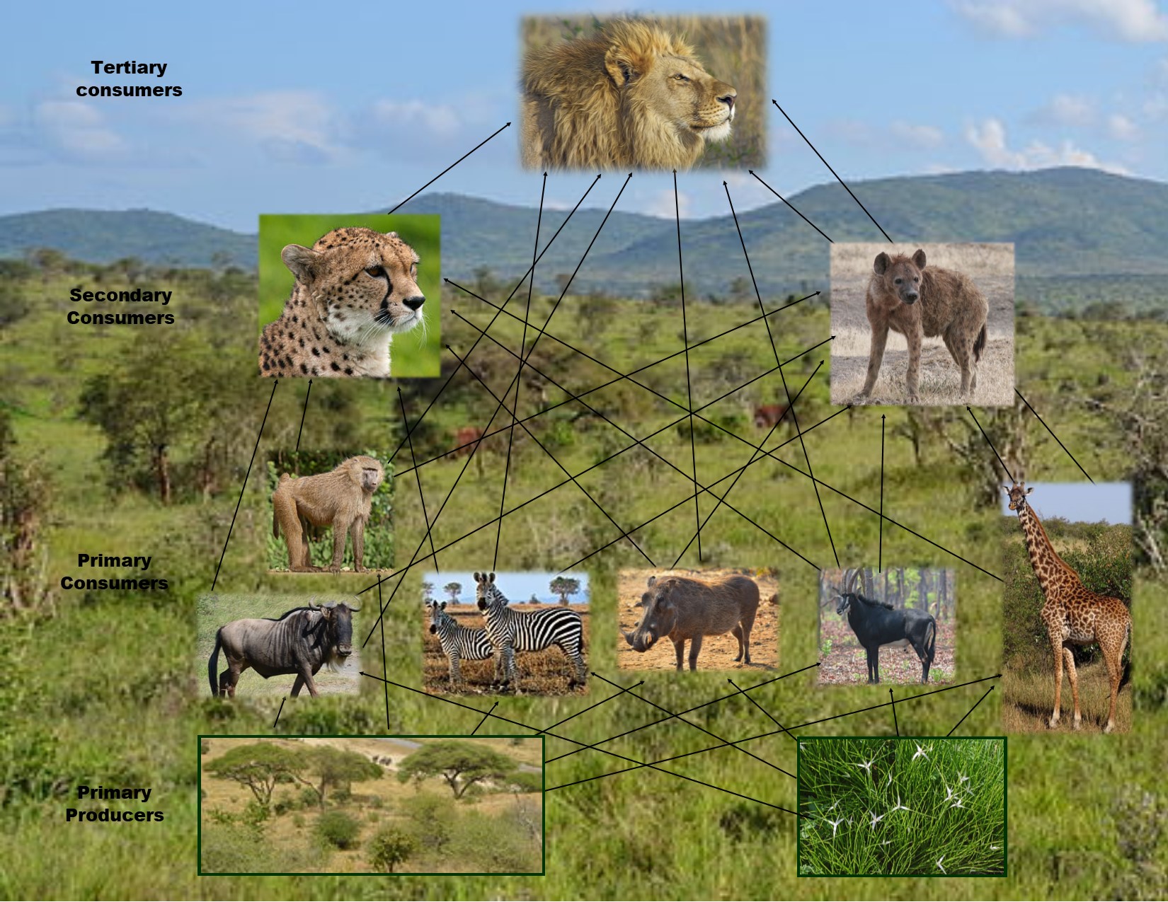 La Ecolog a De D nde Provienen Los Alimentos Healing Earth