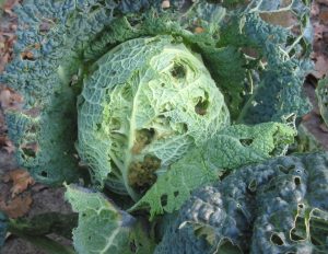 To show the destruction of cabbage by insects and other pests.