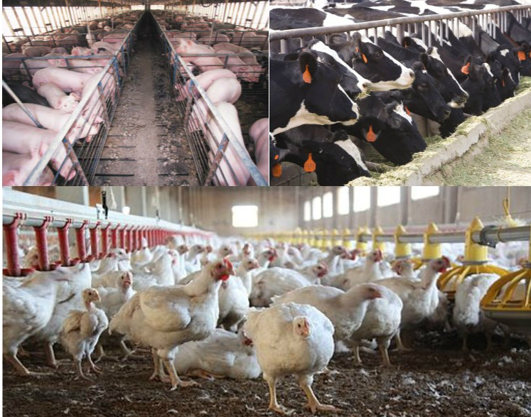 Three different photos: Each are concentrated animal feeding operations with chickens, cows, and pigs.