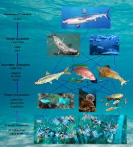 Marine food web in which a shark is at the top representing the quaternary consumer. The shark is connected to the tertiary consumers, secondary consumers, primary consumers, and primary producers respectively showing the marine food web.