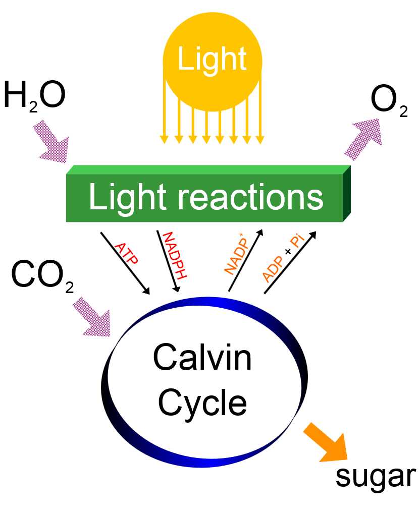 Calvin cycle