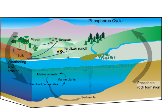 Phosphorous Cycle