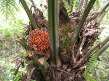 Photo of palm oil plant.