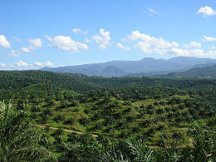 Palm oil field