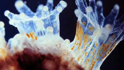 coral polyps