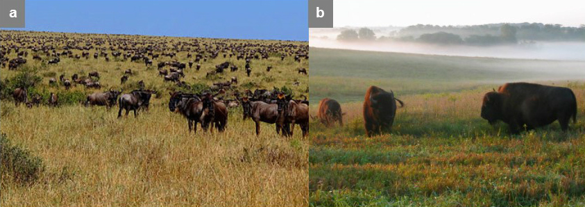 bison and wildebeest